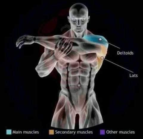 etirements des dorsaux lateraux et deltoides epaules