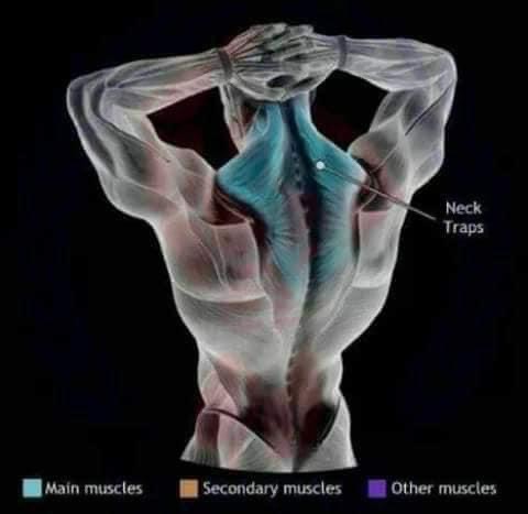 etirements des trapèzes