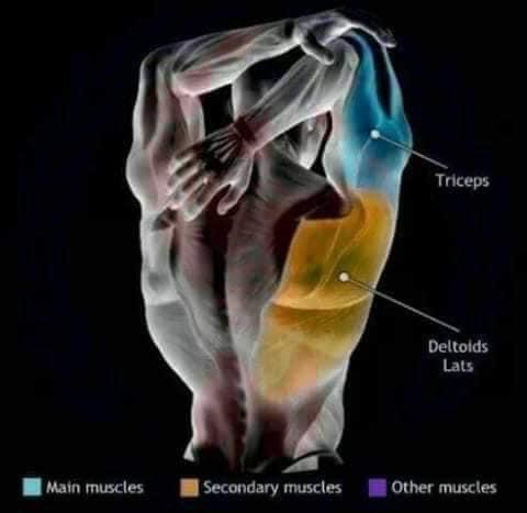 etirement dorsaux et triceps