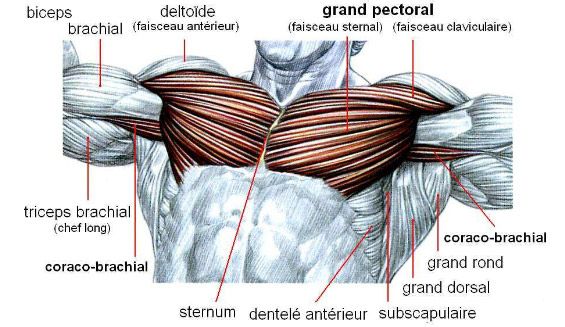 pectoraux anatomie