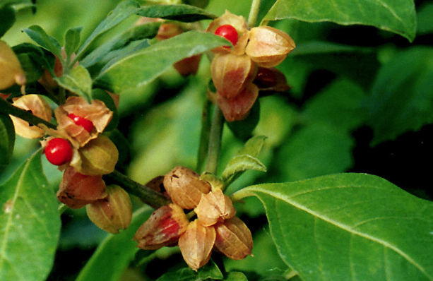 baies d'ashwagandha